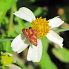 Coffee-loving pyrausta moth