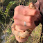 Broad banded water snake