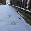 Raccoon Footprints