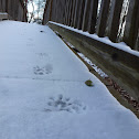 Raccoon Footprints