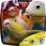 Koi Fish Live Wallpaper Apk