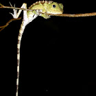 Bornean Angle-headed Lizard