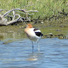 American Avocet