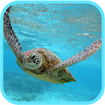 Sea Turtle HD. Wallpaper Apk