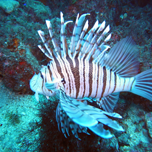 Scuba diving(JP042).apk 5.01