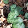 Wild Cyclamen (without flowers)