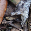 Pygmy rattlesnake shed skin