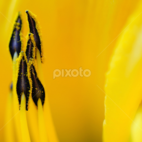 Lilly by Blaž Janežič - Nature Up Close Other plants