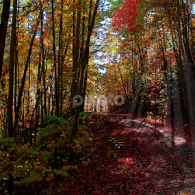 A Walk on Pine Mountain by Paul Mays - Landscapes Mountains & Hills