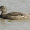 Gadwall Duck (female)