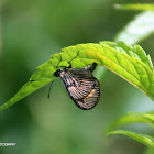 Actinote butterfly laying eggs