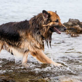 by Suzana Svečnjak - Animals - Dogs Playing