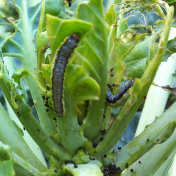 Cabbage leaf eater Project Noah
