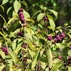 French Mulberry/American Beautyberry