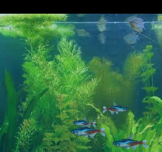 25 ++ 水槽 熱帯魚 壁紙 274576