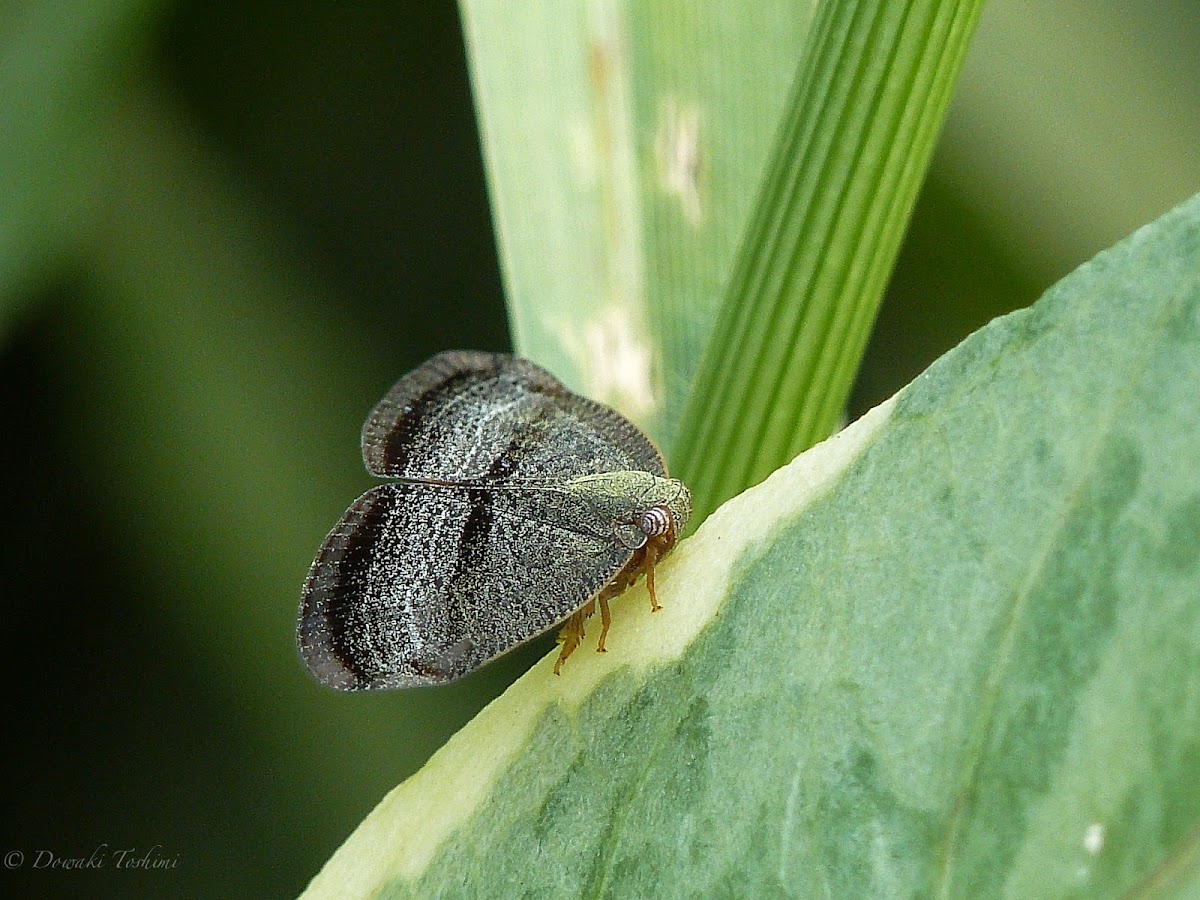Ricania taeniata planthopper