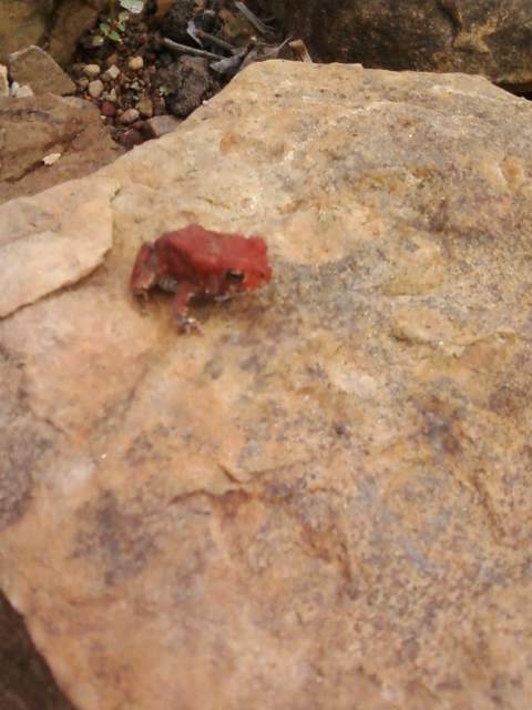 Red Toad