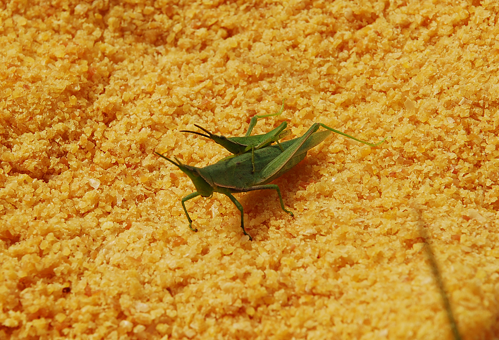 Long-Headed Grasshopper