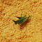Long-Headed Grasshopper