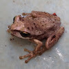 Southern Brown Tree Frog