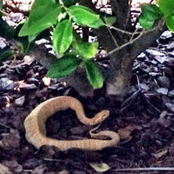 Albino Water Moccasin | Project Noah
