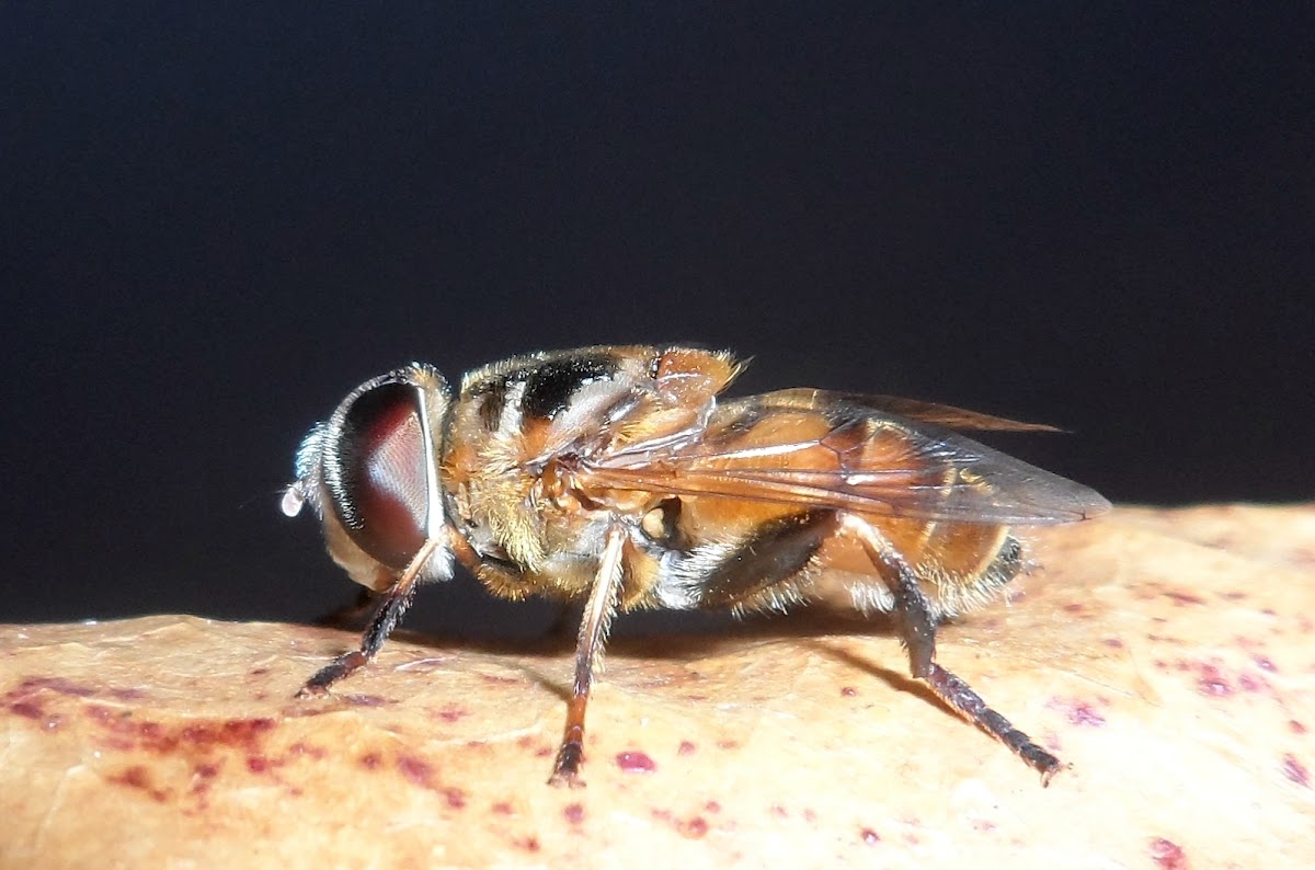 Bee-mimicking fly