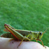 Grasshopper