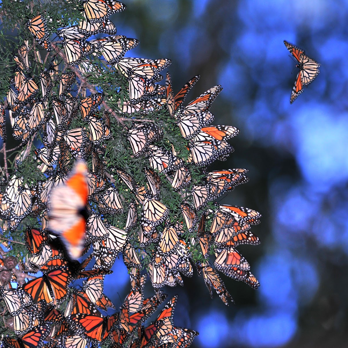 Monarch Butterflies