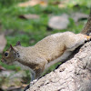 Eastern Gray Squirrel