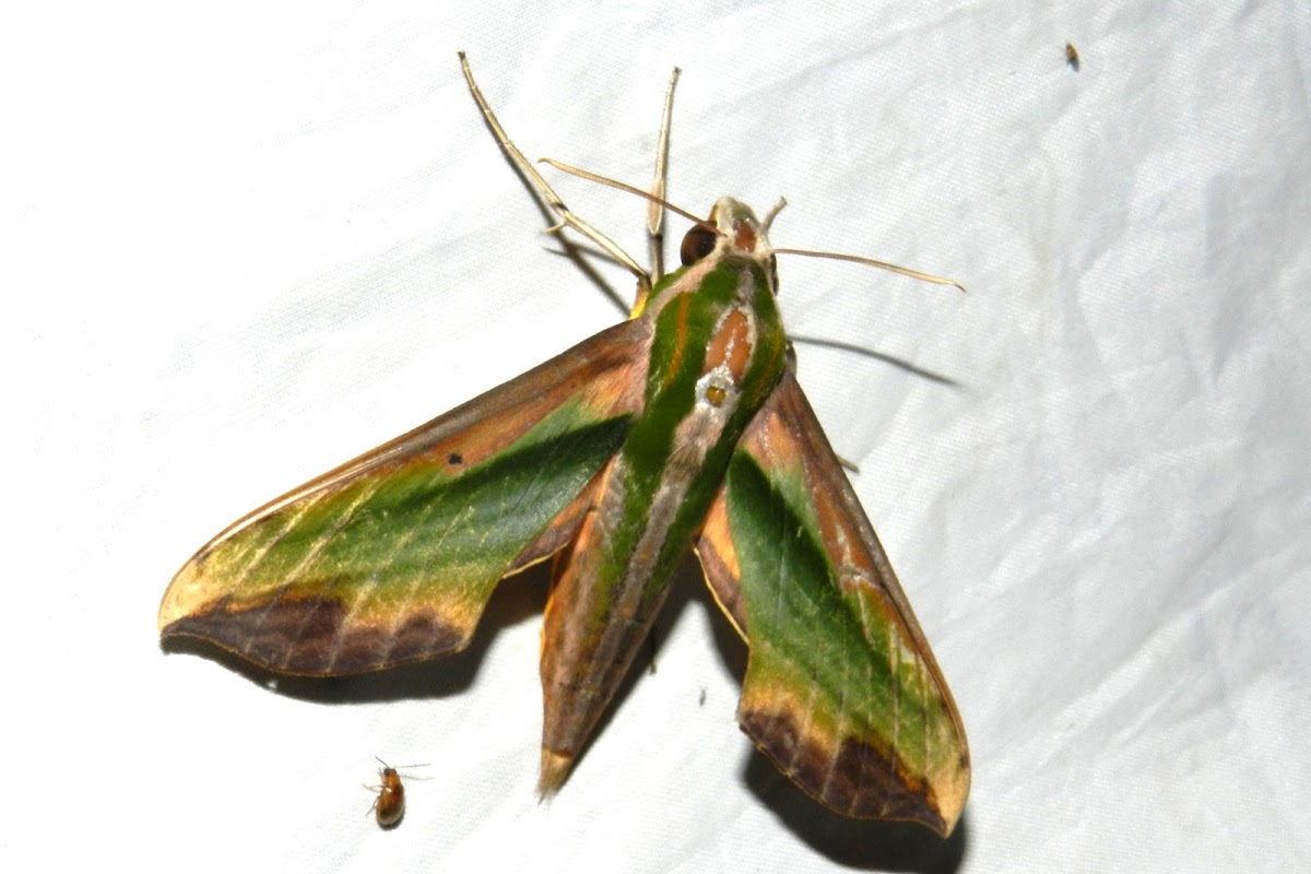 hawk moth
