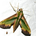 hawk moth