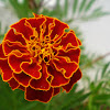 French marigold