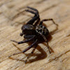 Crab Spider (male)