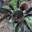Peruvian purple leg tarantula