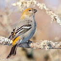 Pine Grosbeak