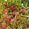 Round-Leaved Sundew