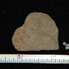 Trace Fossil