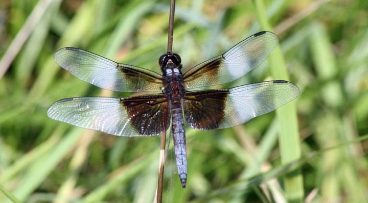 Dragonfly (5)