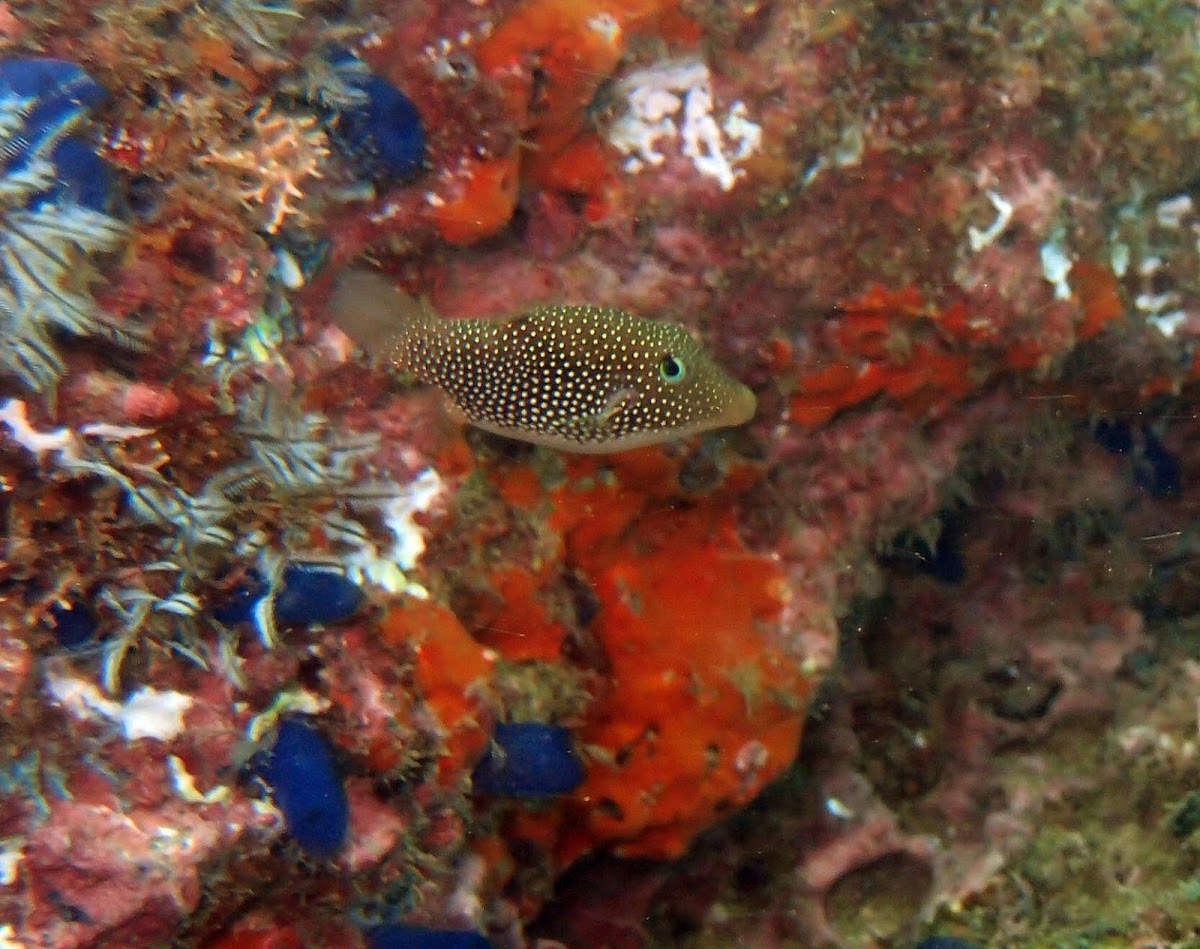 Spotted sharpnosed puffer