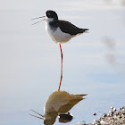 Black necked stilt