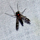 Condylostylus Fly