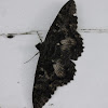Scops witch moth