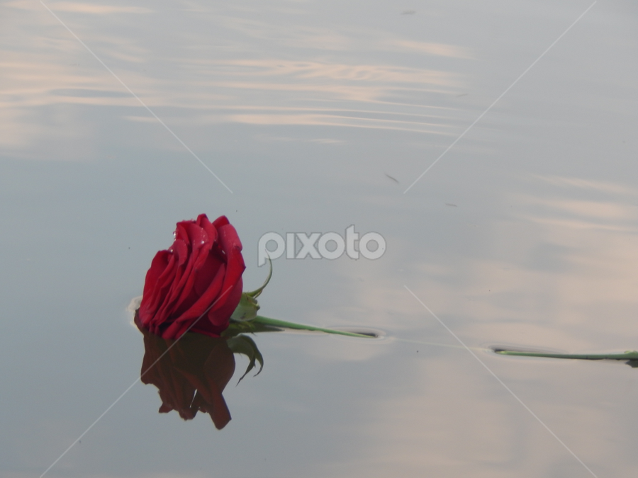 Floating rose | Single Flower | Flowers | Pixoto