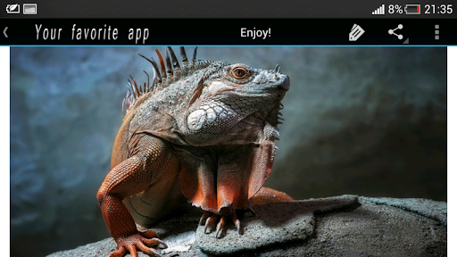 Reptile Imagini de fundal HD