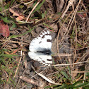 Checkered-White Butterfly
