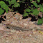 Sonoran Spotted Whiptail   juvenile
