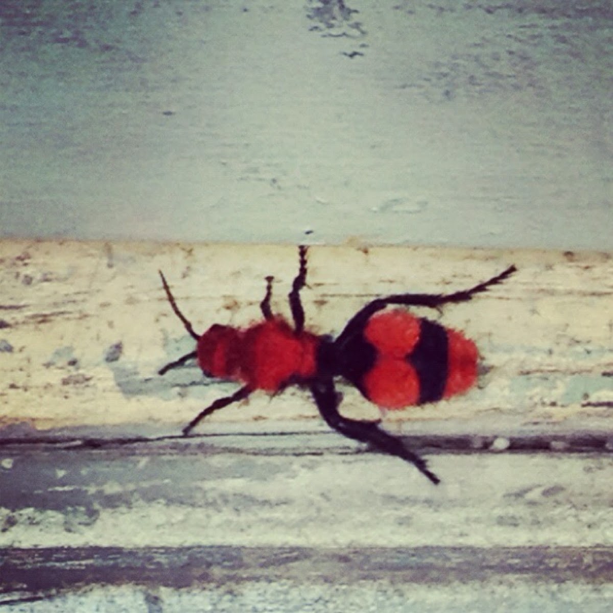 velvet ant