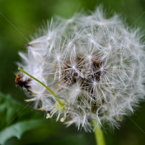 papadie by Bianca Oana - Flowers Flowers in the Wild