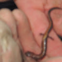 northeastern red back salamander