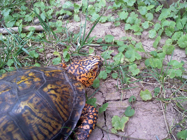 Eastern Box Turtle | Project Noah